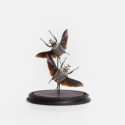 Lot 454A - A dome with two Goliath beetles