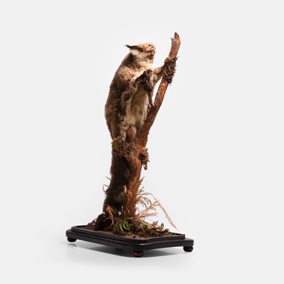 Lot 458 - A taxidermy flying squirrel (Pteromyini)