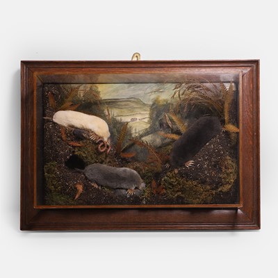 Lot 457A - A diorama of three taxidermy moles