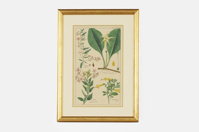 Lot 74 - After David Dietrich
