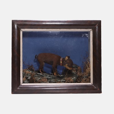 Lot 417 - Taxidermy: a stuffed and mounted miniature chihuahua