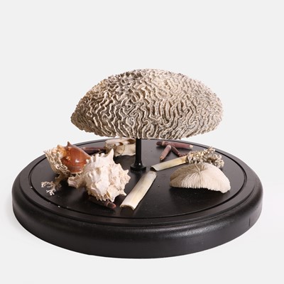 Lot 454 - A Victorian dome shell diorama display