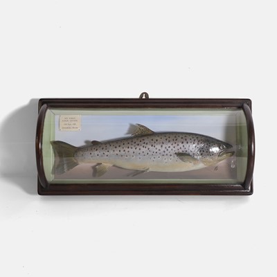 Lot 460 - A mounted rainbow trout