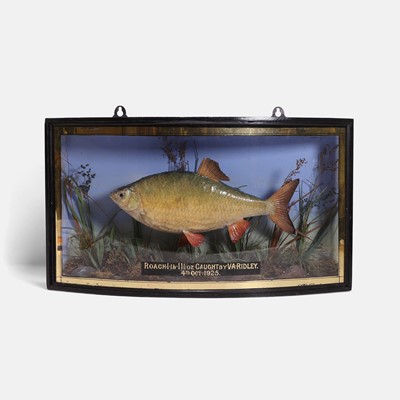 Lot 459 - A stuffed and mounted roach