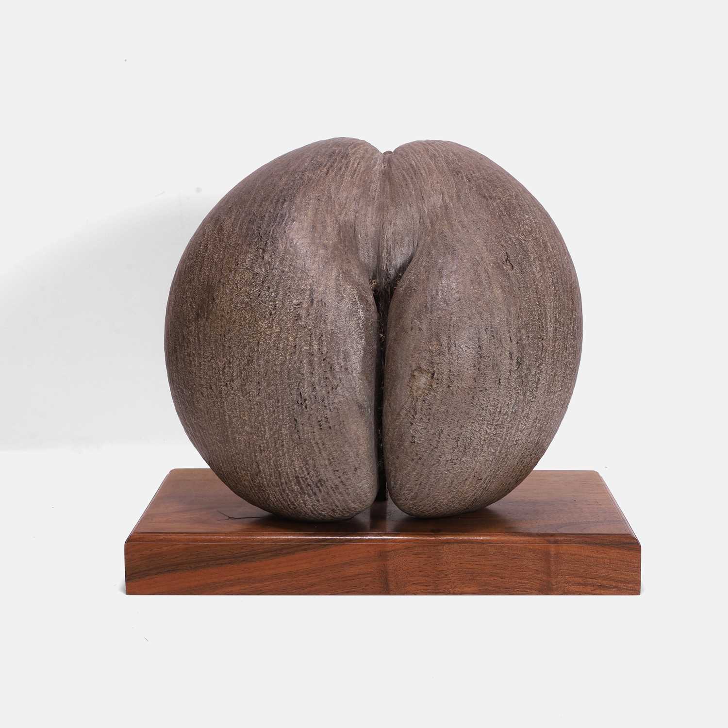 Lot 437 - A coco de mer (Lodoicea maldivica) and stand