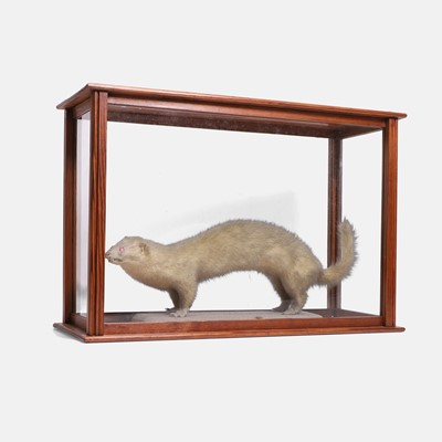 Lot 457 - Taxidermy: A mounted albino stoat