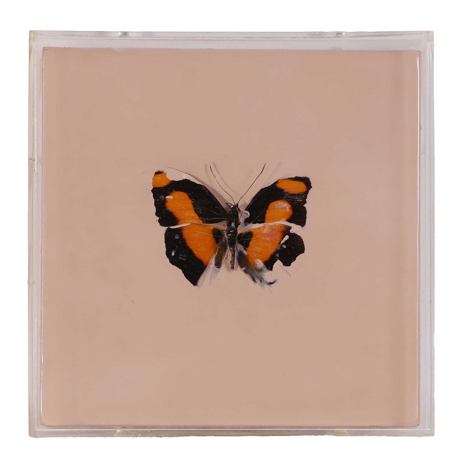 Lot Damien Hirst (British, b.1965)