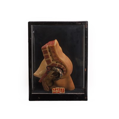 Lot 312 - A medical diorama