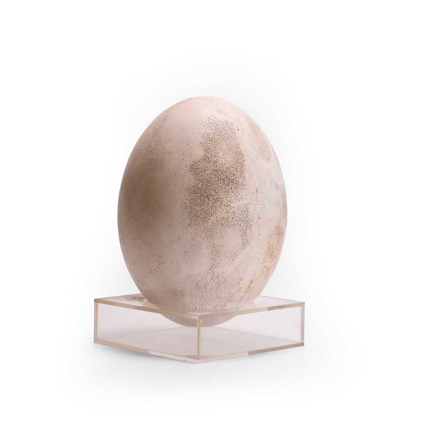 Lot 309 - A reconstructed elephant bird egg (Aepyornis maximus)