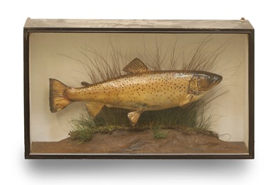 Lot 364 - A Brown Trout (Salmo Truta)