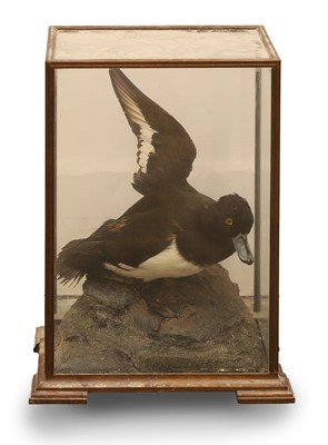 Lot 369 - A tufted duck (Aytha Fuligula)