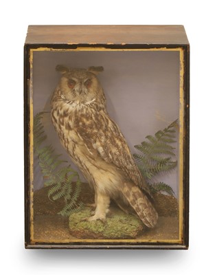 Lot 362 - A long-eared owl (Asio Otus)