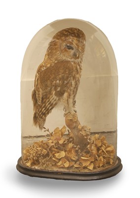 Lot 366 - A Tawny Owl (Strix Aluco)