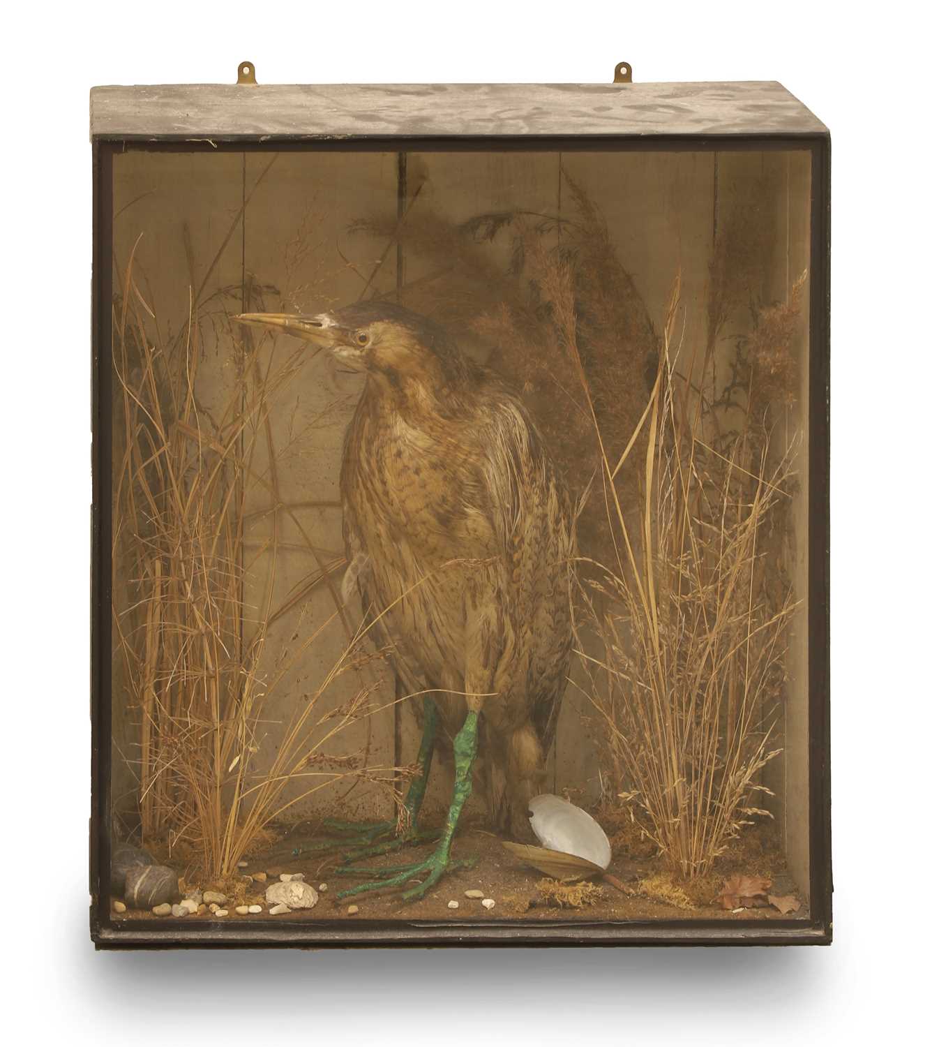 Lot 365 - A Erasian Bittern (Botarus Stellaris)