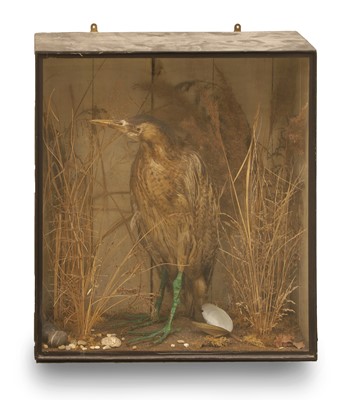 Lot 365 - A Eurasian Bittern (Botarus Stellaris)