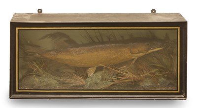 Lot 368 - A pike (Esox Lucius)