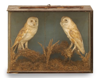 Lot 367 - A pair of Barn Owls (Tito Alba)