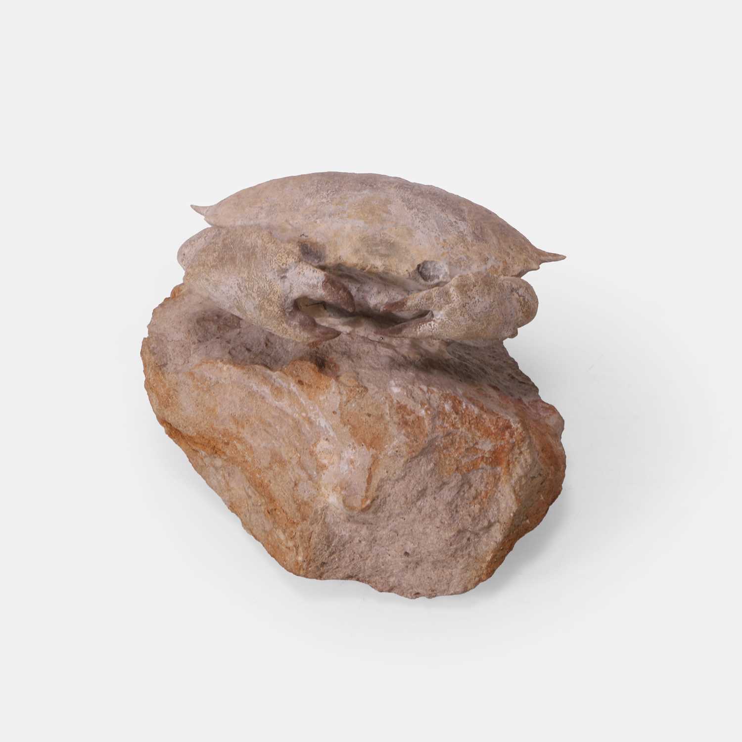 Lot 450 - A fossilised Harpactocarcinus punctulatus crab