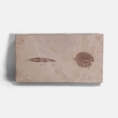 Lot 449 - A fossilised panel of two leaves