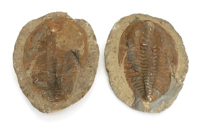 Lot 334 - A Trilobite fossil
