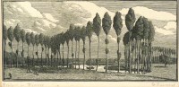 Lot 546 - Gwen Raverat (1885-1957)
